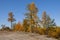 Autumn soft landsÃ‘Âape with forest in green, yellow and brown colors. Trees of birch, larch, spruce, fir, pine and cedar